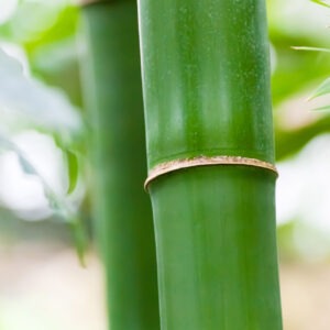 Bamboo 3 foot x 4 to 6 inch round