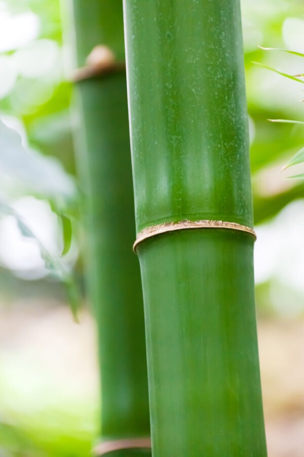 Bamboo 3 foot x 4 to 6 inch round
